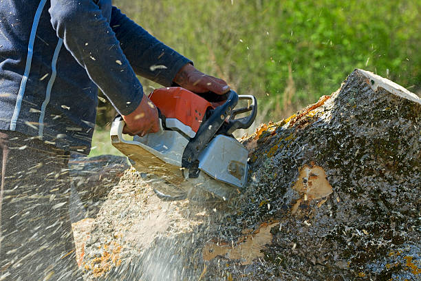 Best Tree Trimming Near Me  in Exton, PA